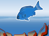 Playful Fish