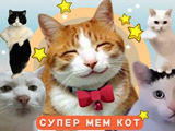 Super Cat Meme
