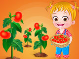 Baby Hazel Tomato Farming