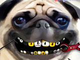 Pug Teeth Problems