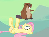 Catch Fluttershy's Beaver