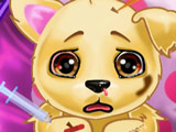 Injured Puppy